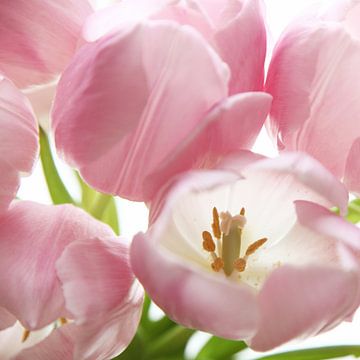 Tulpen macro van Herman Peters