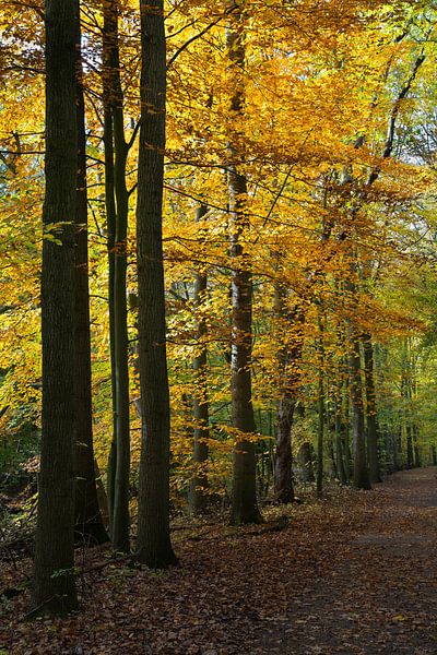 Bomen in herfstkleuren in het Amsterdamse Bos. van Johan Zwarthoed