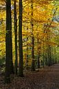 Bomen in herfstkleuren in het Amsterdamse Bos. van Johan Zwarthoed thumbnail