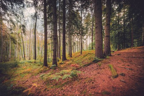 Dennen in het bos