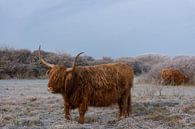 Schotse Hooglander op een Bevroren Landschap van Charlene van Koesveld thumbnail