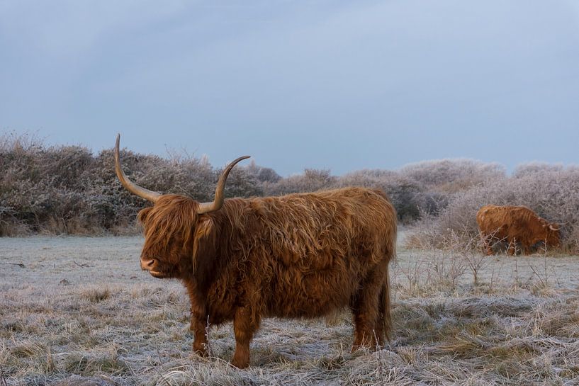 Schotse Hooglander op een Bevroren Landschap van Charlene van Koesveld