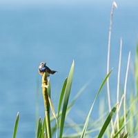 Bluethroat in the Reed