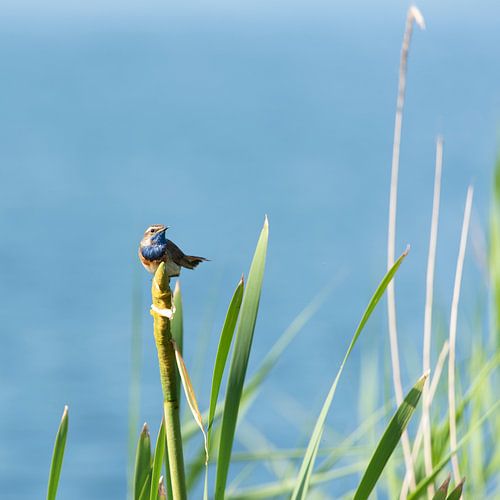 Blauwborst in het riet