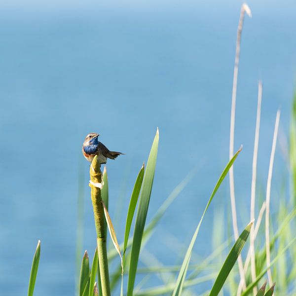 Bluethroat in the Reed by Jan van Meegen