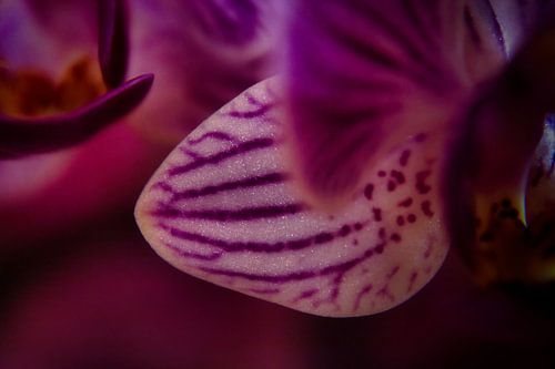 Een Verfijnd Lijnen-spel in Botanisch Paars