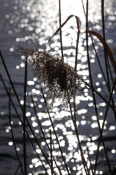 Reed by Thomas Jäger
