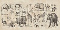 Wild Africa v2, Wild Apple Portfolio