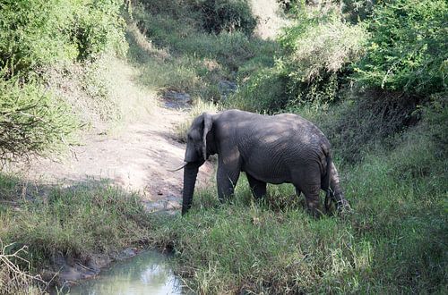 een wilde olifant steekt de rivier over