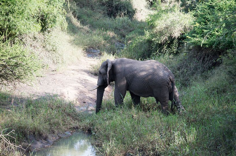 een wilde olifant steekt de rivier over van ChrisWillemsen