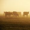 Kühe im Nebel von Annemieke van der Wiel