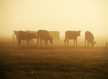 Kühe im Nebel