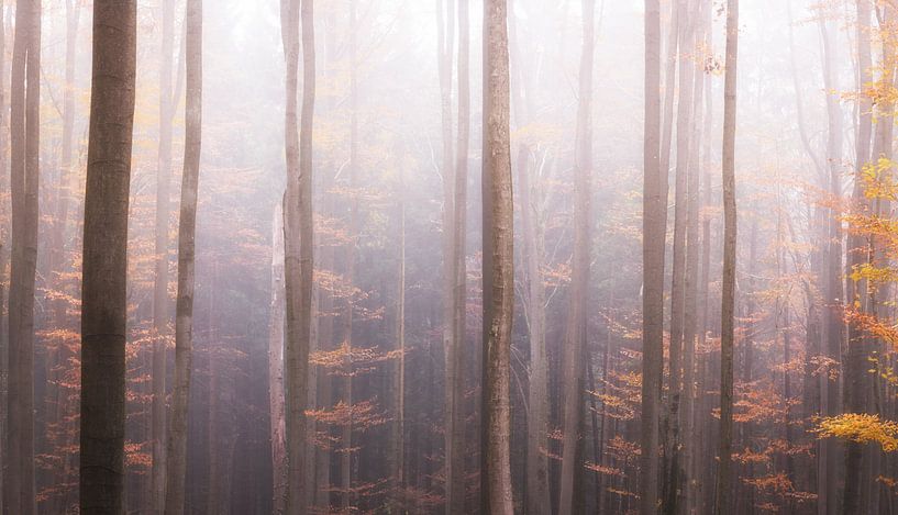 Mystiekbos in de mist van Tobias Luxberg