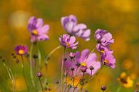 Blumen in der Sommersonne von Ron van Elst Miniaturansicht