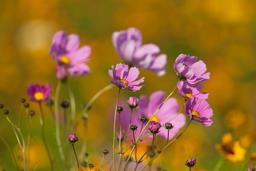 Blumen in der Sommersonne von Ron van Elst