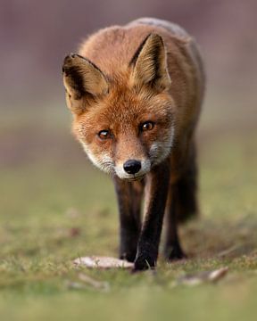 Neugieriger Fuchs während der goldenen Stunde