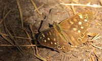 un papillon dans la forêt