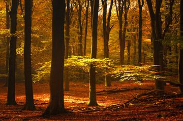 Vue dans une forêt de hêtres à l'automne sur Sjoerd van der Wal Photographie