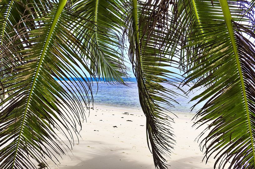 Tropical palm trees on the beach in Seychelles paradise by MPfoto71