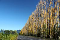 Tall narrow trees with yellow leaves, Chile