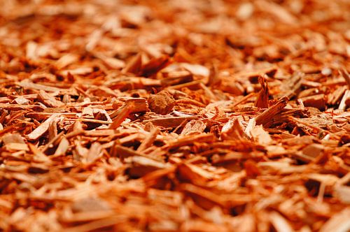 Wood