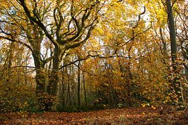 Boom in de herfst in het Wildrijk, Sint Maartenszee
