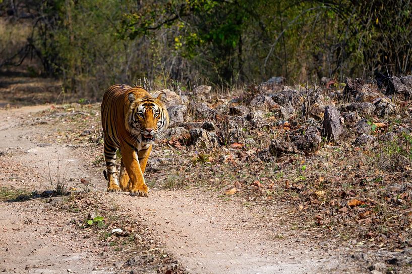 Der Indische Tiger von Roland Brack