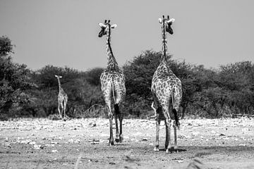 Giraffen aan de wandel van Henri Kok