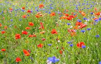 Field flowers on Texel