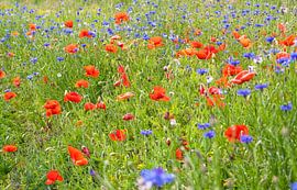 Feldblumen auf Texel von Justin Sinner Photography (Fotograf auf Texel)