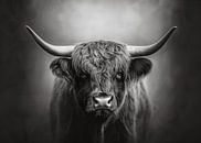 Scottish Highlander 11 by Eye Candy Galore thumbnail