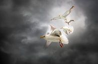 3 seagulls by Gerard Wielenga thumbnail