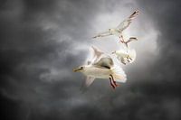 3 seagulls