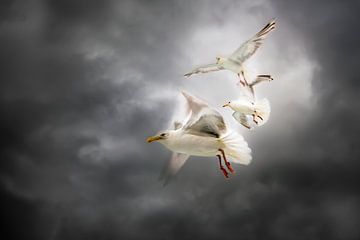 3 seagulls by Gerard Wielenga