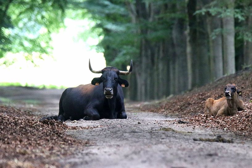 Veluwe van Herman van Alfen