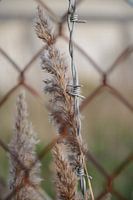 contrastes