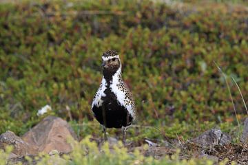 Europese goudplevier (Pluvialis apricaria) in de natuurlijke habitat, IJsland van Frank Fichtmüller