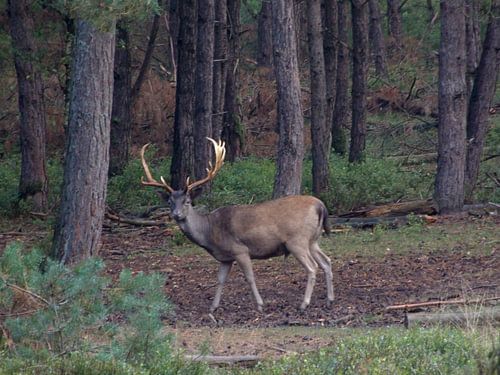 Edelhert in het wild