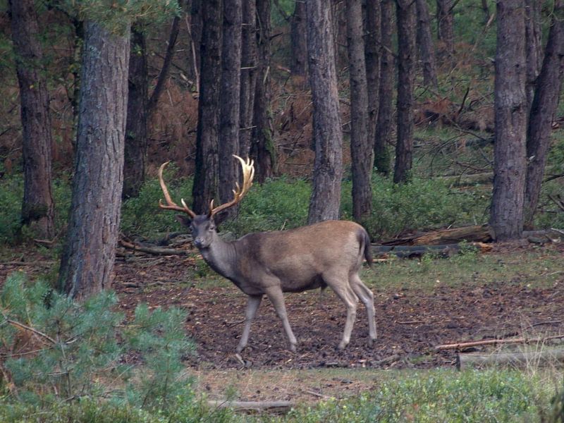 Edelhert in het wild von Klaas Roos