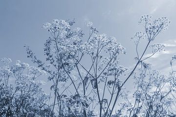 Sungaze - Blaue Ausgabe von QEIMOY