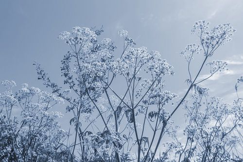 Sungaze - true blue edition