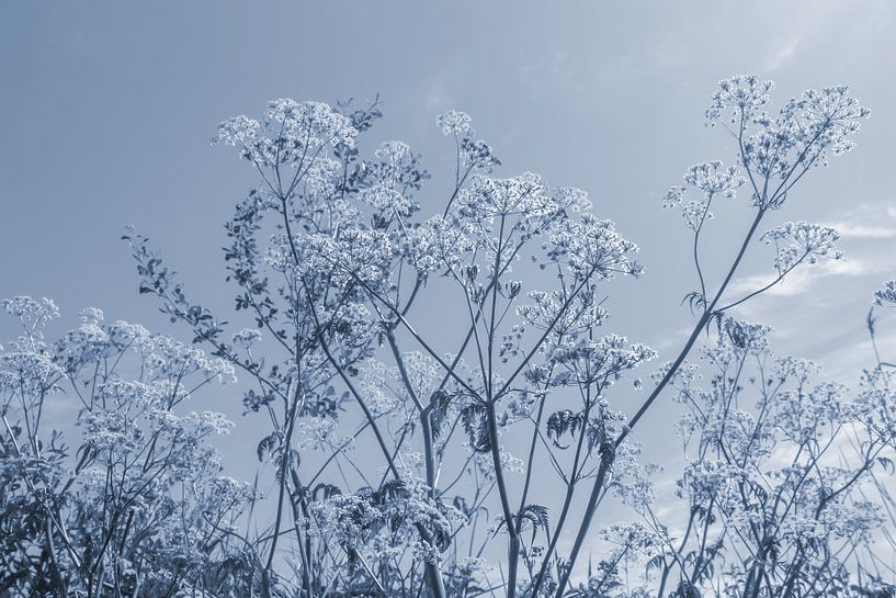 Sungaze - true blue edition by QEIMOY