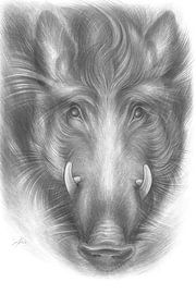 Front view of a wild boar by Adriana Müller
