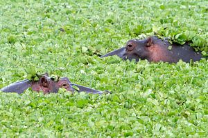 Hippo salad by Angelika Stern