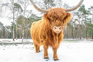 Schotse Hooglander in de sneeuw tijdens de winter in een bos van Sjoerd van der Wal Fotografie