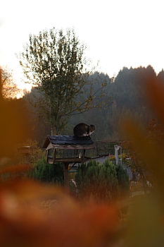 Cat on a birdhouse in autumn