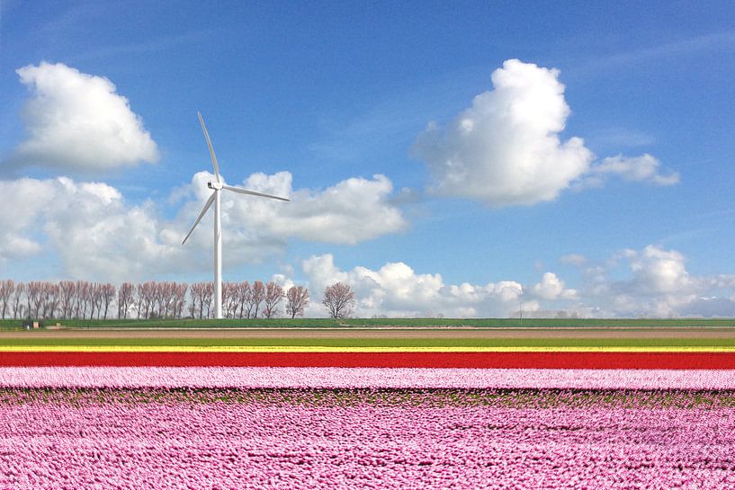 Beautiful Netherlands (tulip field and lines) by Fotografie Jeronimo