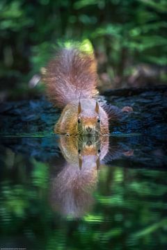 Squirrel by the water by Rianne Groenveld