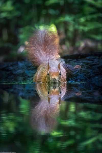 Écureuil au bord de l'eau par Rianne Groenveld