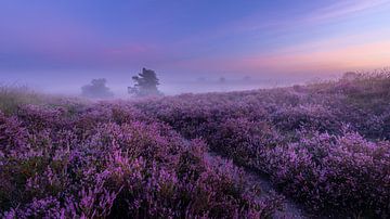 Bloeiend heideveld bij zonsopkomst